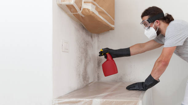 Professional Basement Mold Remediation technician working in Clinton, NY