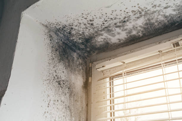 Affordable Basement Mold Remediation solutions in Clinton, NY
